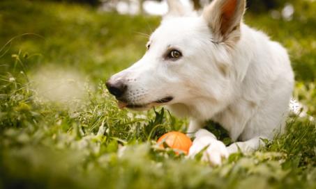 你的狗对跳蚤过敏吗?