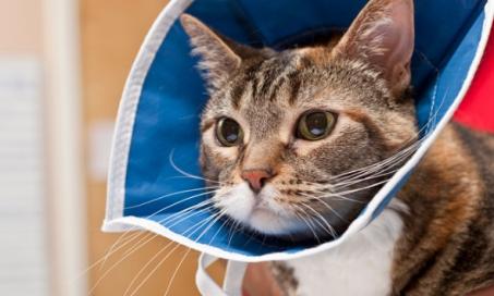 猫手术后护理常见问题