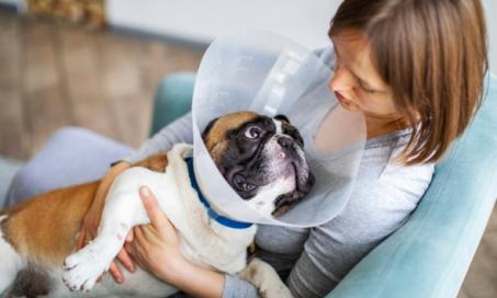 Dog Surgery Aftercare FAQs