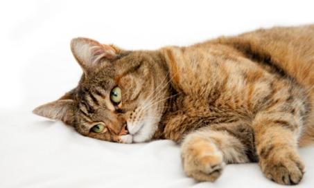 猫抑郁症是真的吗?