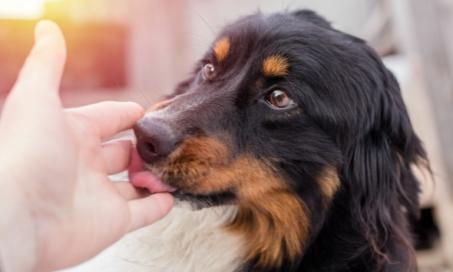 为什么狗会舔你?