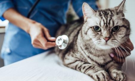 猫的猫外分泌胰腺功能不全(EPI)