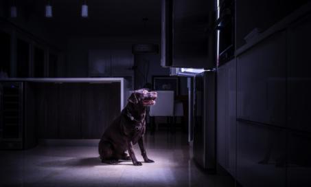 狗能在黑暗中看到东西吗?