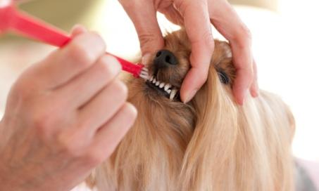狗的牙齿护理:6种方法保持狗的口腔清洁