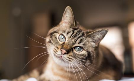 Conjunctivitis in Cats (Cat Pink Eye)