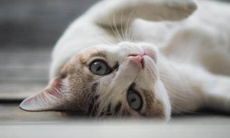 Corneal Ulcers in Cats