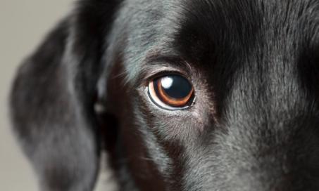 Cataracts in Dogs | PetMD