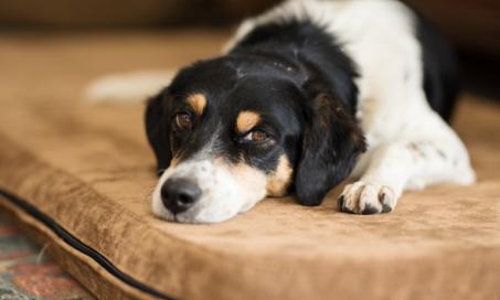 which antacids are safe for dogs