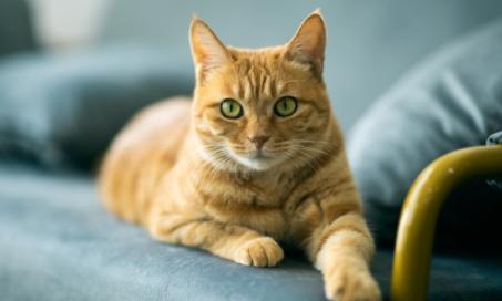 vestibular disease in cats treatment