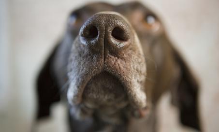 Nasal Dermatoses in Dogs (Dog Nose Skin Issues)