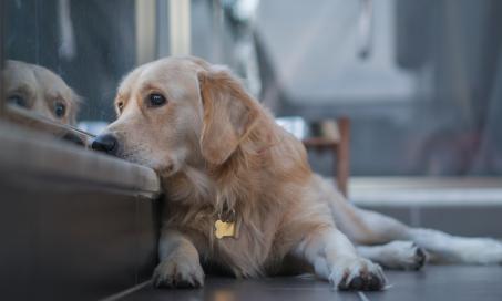 Dog Depression: Signs, Causes, and Treatment