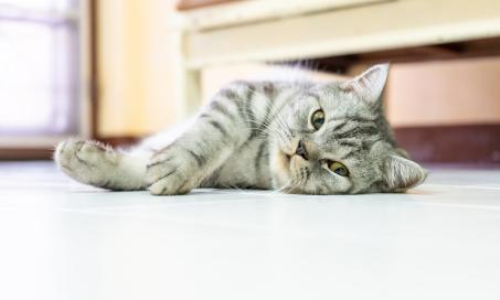 Ataxia in Cats (Loss of Balance in Cats)