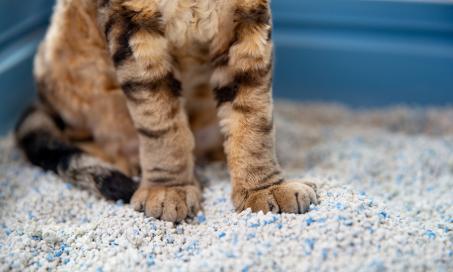 有环保的猫砂处理选择吗?