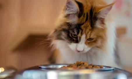 Appetite Stimulants for Cats