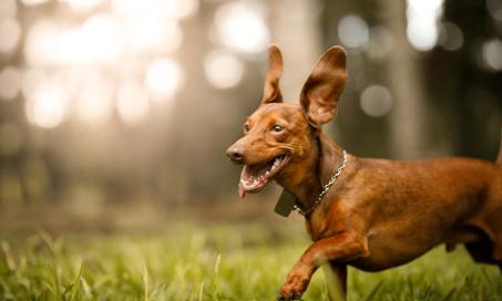 犬耳血肿