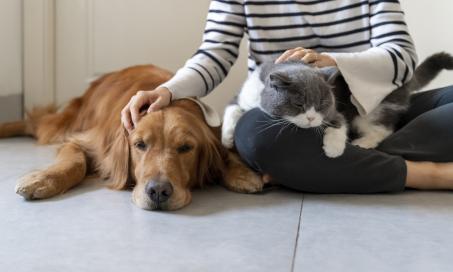 9 Signs Your Pet Is Jealous (and How to Stop It)