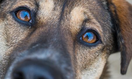 Degeneration of the Iris in the Eye in Dogs / Iris Atrophy
