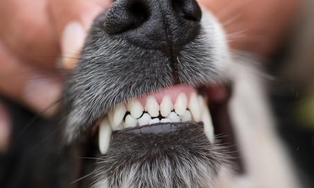 Dog Teeth Chattering: What You Need to Know