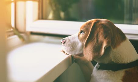 苯海拉明能帮助狗狗缓解焦虑吗?