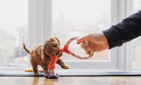 8 Simple, Cost-Efficient Ways to Keep Your Dog Mentally Stimulated
