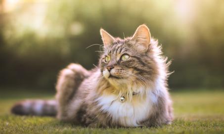 Luxating Patellas in Cats