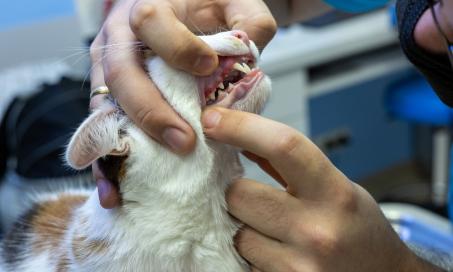 Cat Tooth Abscess