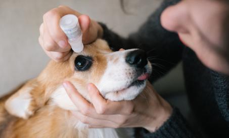Dry Eye Syndrome in Dogs
