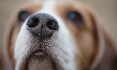 Nose Cancer in Dogs (Nasal Adenocarcinoma)