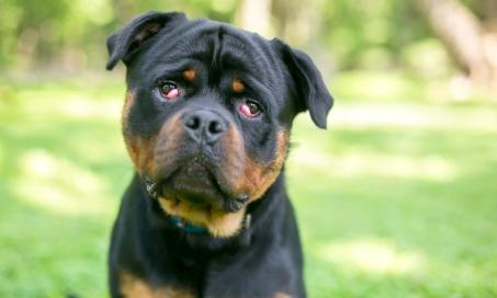 Eyelid Protrusion (Cherry Eye) in Dogs