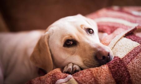 Hypothyroidism in Dogs