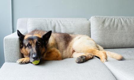 how long can dogs live with kidney disease