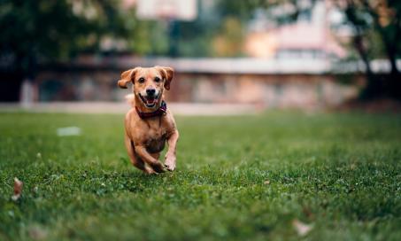 Osteoarthritis (OA) in Dogs
