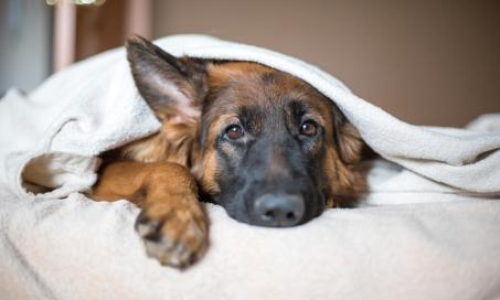 Chronic Renal Failure (CRF) in Dogs
