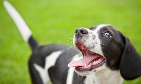 Cryptorchidism in Dogs