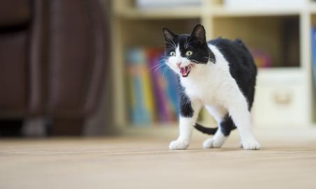 Cat Hissing: What You Need to Know