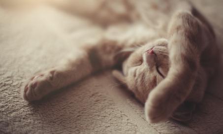 猫的20种睡姿及其意义