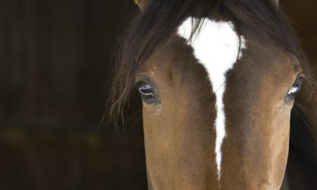 Conjunctivitis in Horses