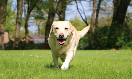 why do dogs bury bones in furniture