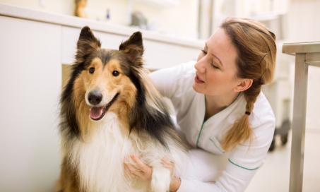 Monitoring and Managing Glucose Levels in Dogs and Cats