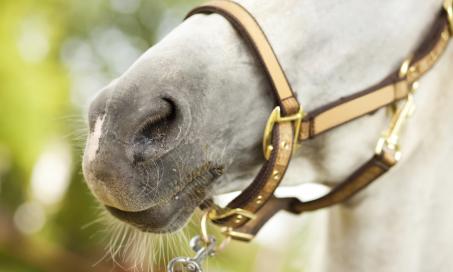 Epistaxis (Nosebleed) in Horses