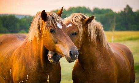 Equine Infectious Anemia