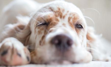 Why Your Dog Sleeps With Their Eyes Open
