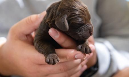 12 Fascinating Facts You Didn't Know About Newborn Puppies | PetMD