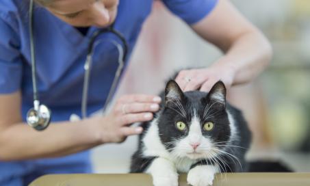 What You Need To Know About Rabies Vaccines For Cats 