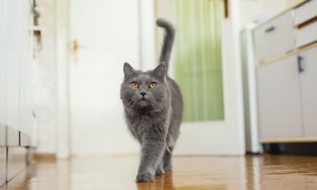 室内猫长跳蚤的5种方式