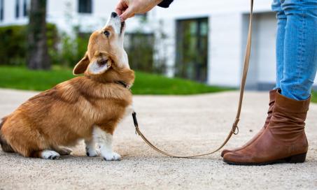 When to Start Flea and Tick Prevention for Puppies