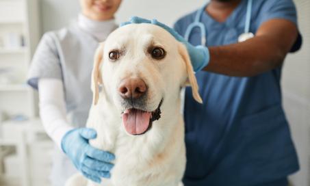 宠物保险是否包括已存在的疾病?