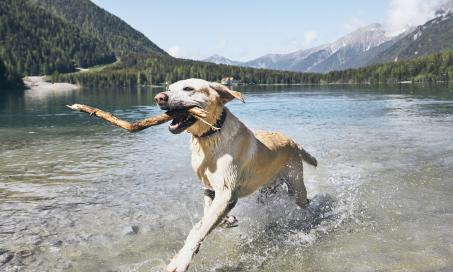 Tick-Borne Disease in Dogs