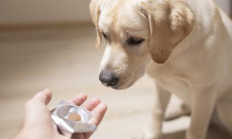 Flea and Tick Medicine Poisoning in Dogs