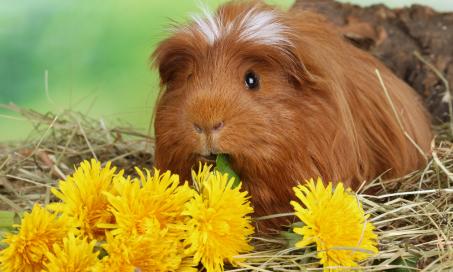 Where Are Guinea Pigs From?